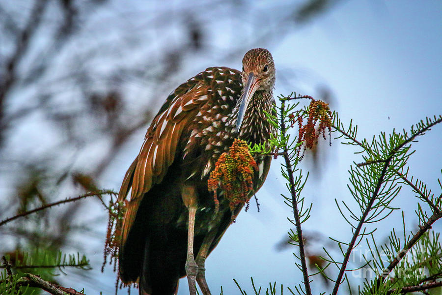 Wildlife Photograph - Limpkin Lookdown by Tom Claud