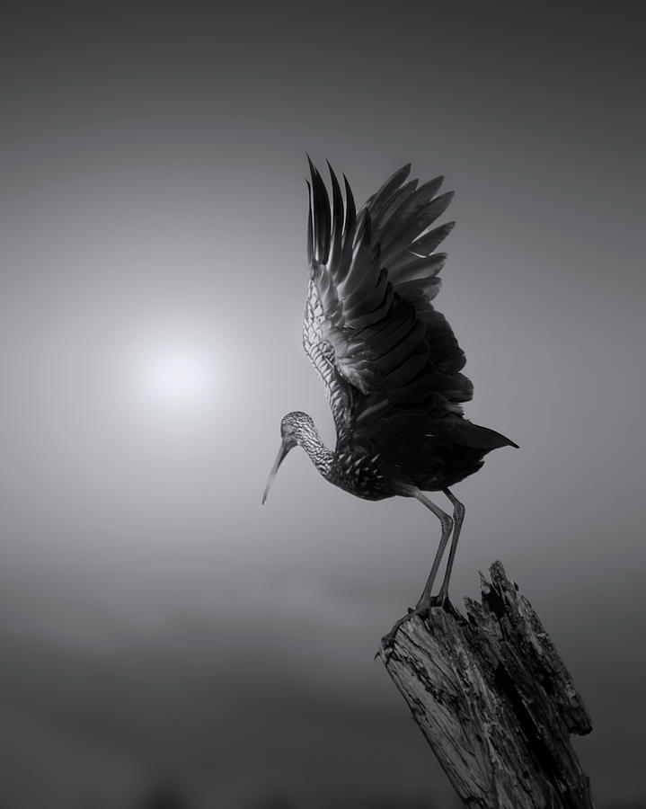 Limpkin on a Foggy Morning Photograph by Mark Andrew Thomas
