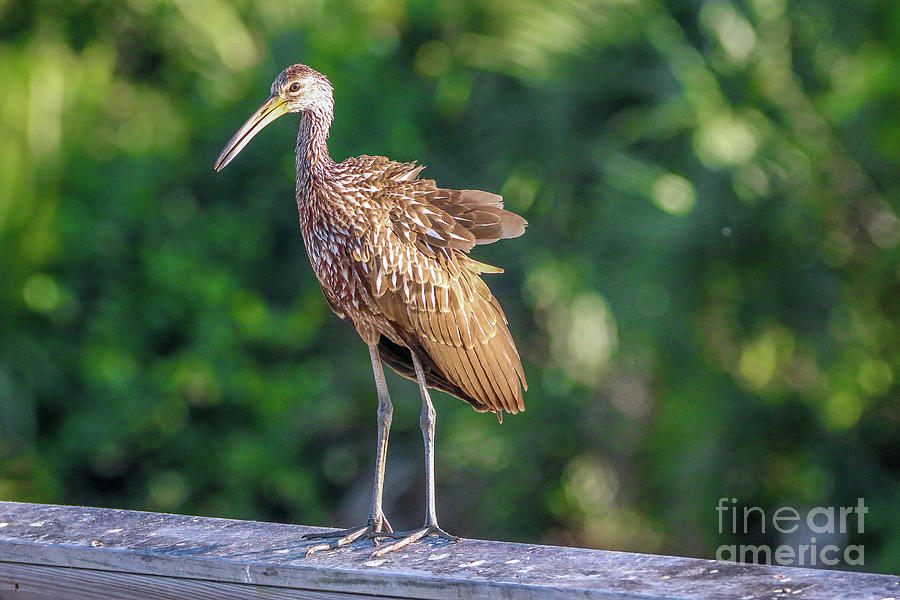 Limpkin on Railing Photograph by Tom Claud