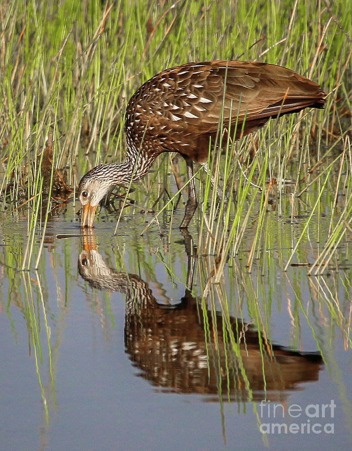 Limpkin Search for Snails Photograph by Tom Claud