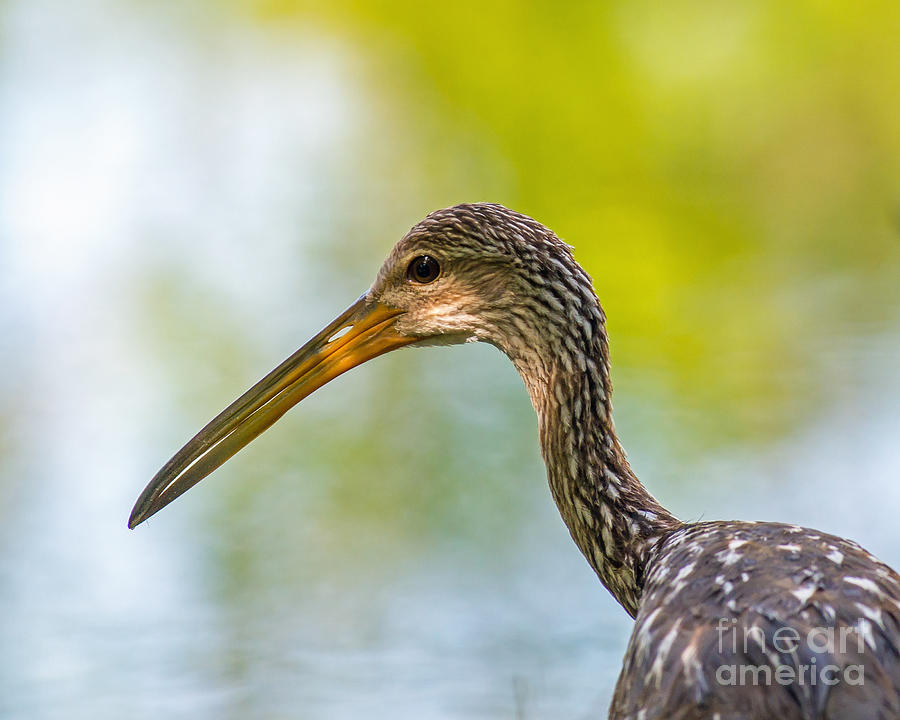 Feather Photograph - Limpkin by Stephen Whalen