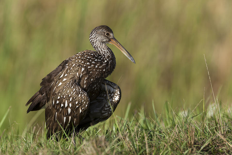 Limpkin stretching in the grass Photograph by David Watkins