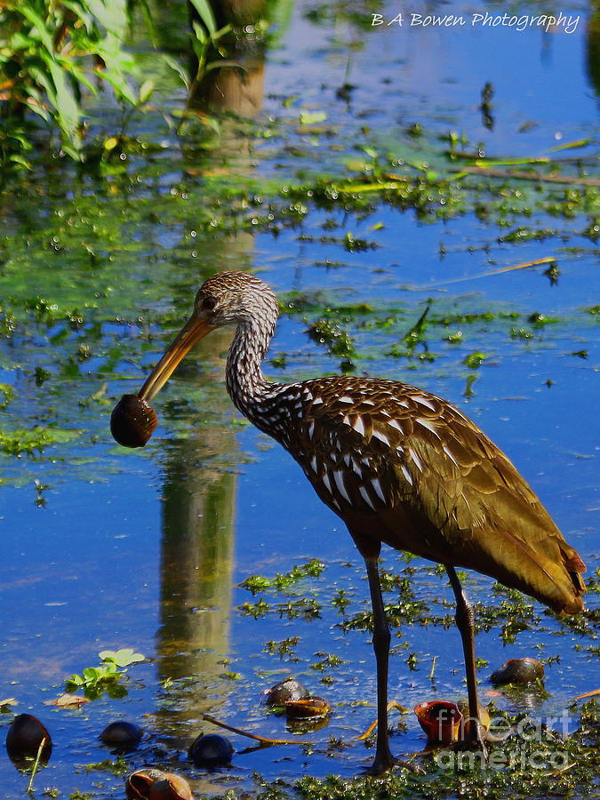 Limpkin with an Apple Snail Photograph by Barbara Bowen