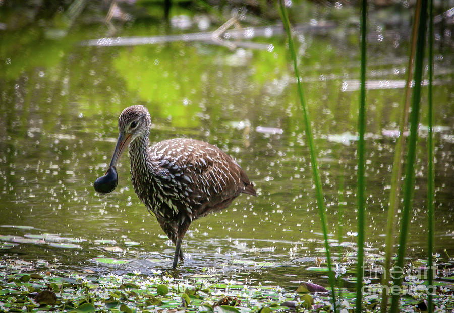 Limpkin with Apple Snail #1 Photograph by Tom Claud