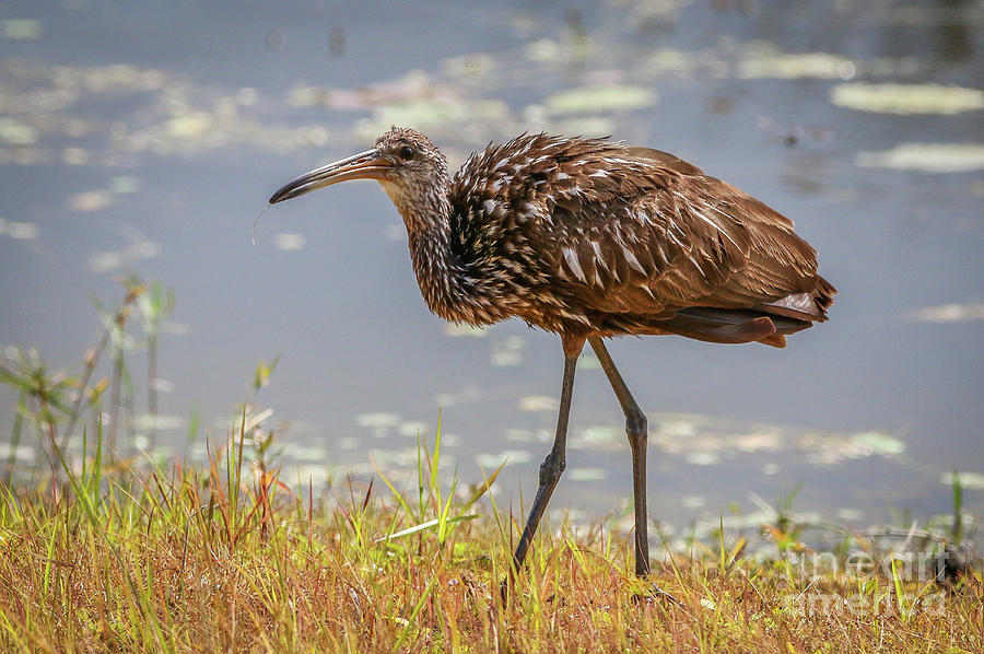 Limpkin with Grass Photograph by Tom Claud