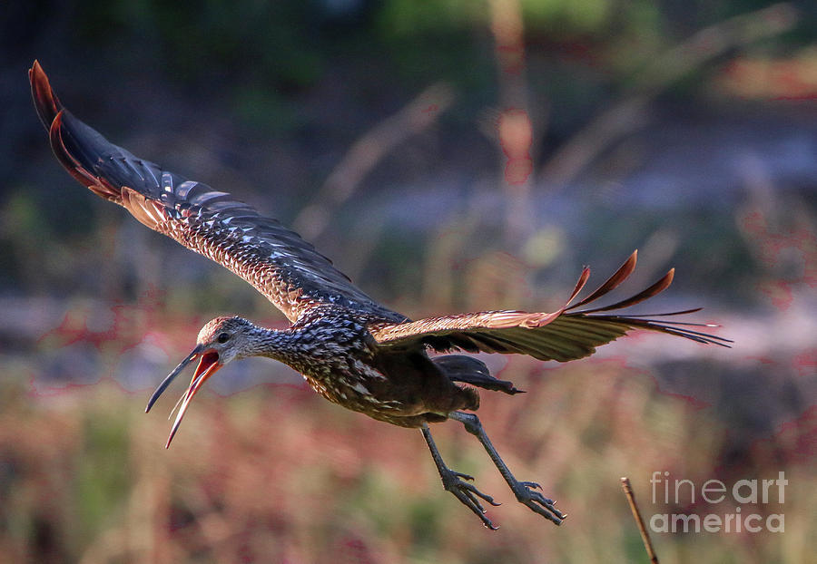 Limpkin with Open Mouth Photograph by Tom Claud