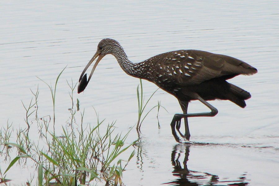 Bird Photograph - Limpkin with Shellfish by T Guy Spencer