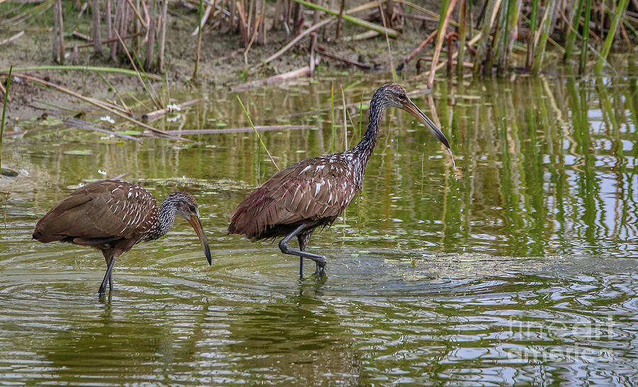 Limpkins in Water Photograph by Tom Claud