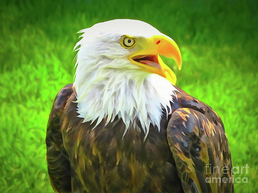 Lincoln Bald Eagle Photograph by Bob Lentz Fine Art America