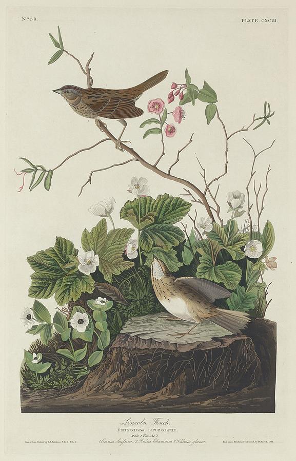 John James Audubon Drawing - Lincoln Finch by Dreyer Wildlife Print Collections 