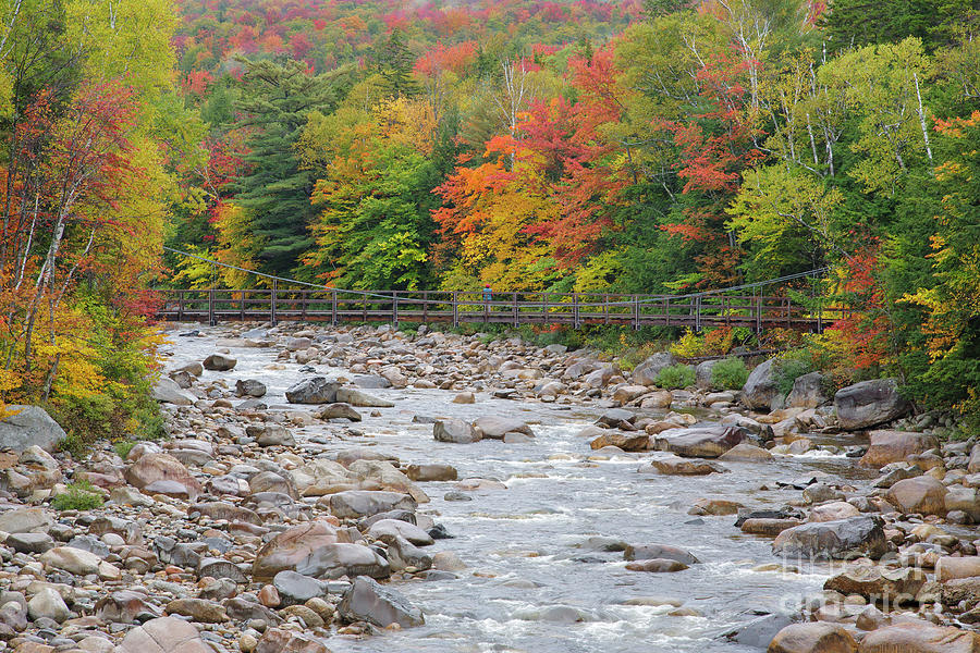 Lincoln Woods Suspension Bridge - Lincoln, New Hampshire Photograph by Erin Paul Donovan