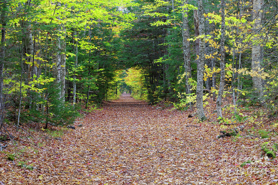 Lincoln Woods Trail - Lincoln, New Hampshire Photograph by Erin Paul Donovan