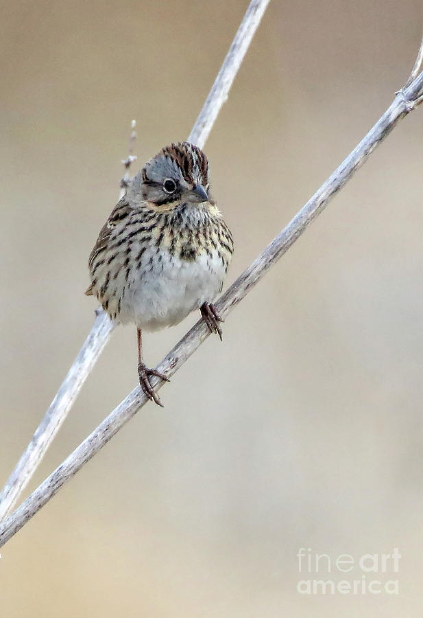 Lincolns Sparrow Photograph by Elizabeth Winter