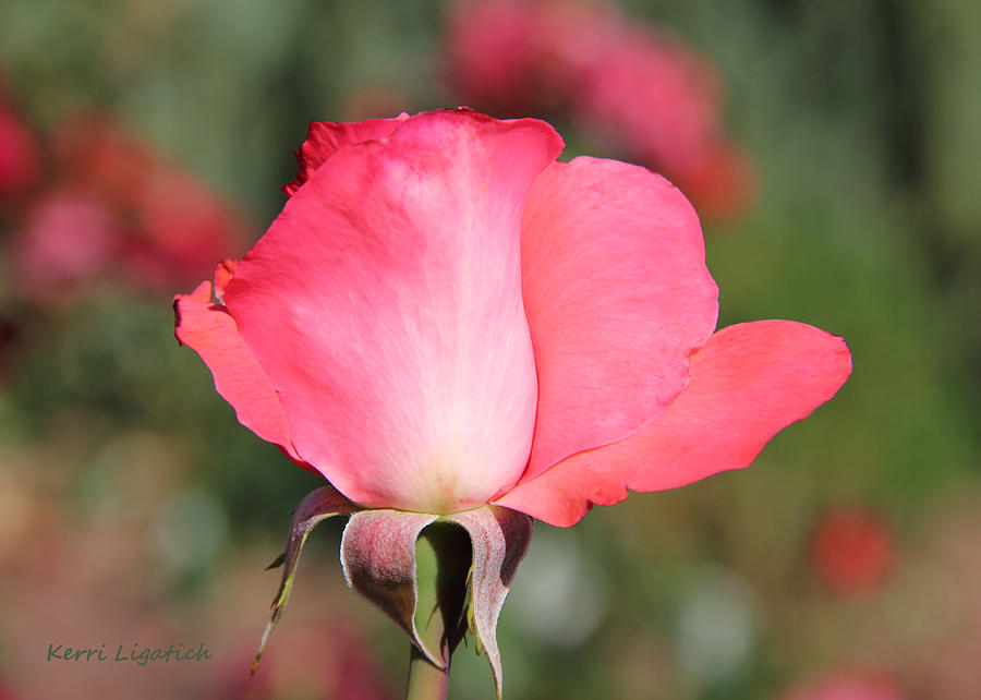 Lindas Rose Garden 1 Photograph by Kerri Ligatich