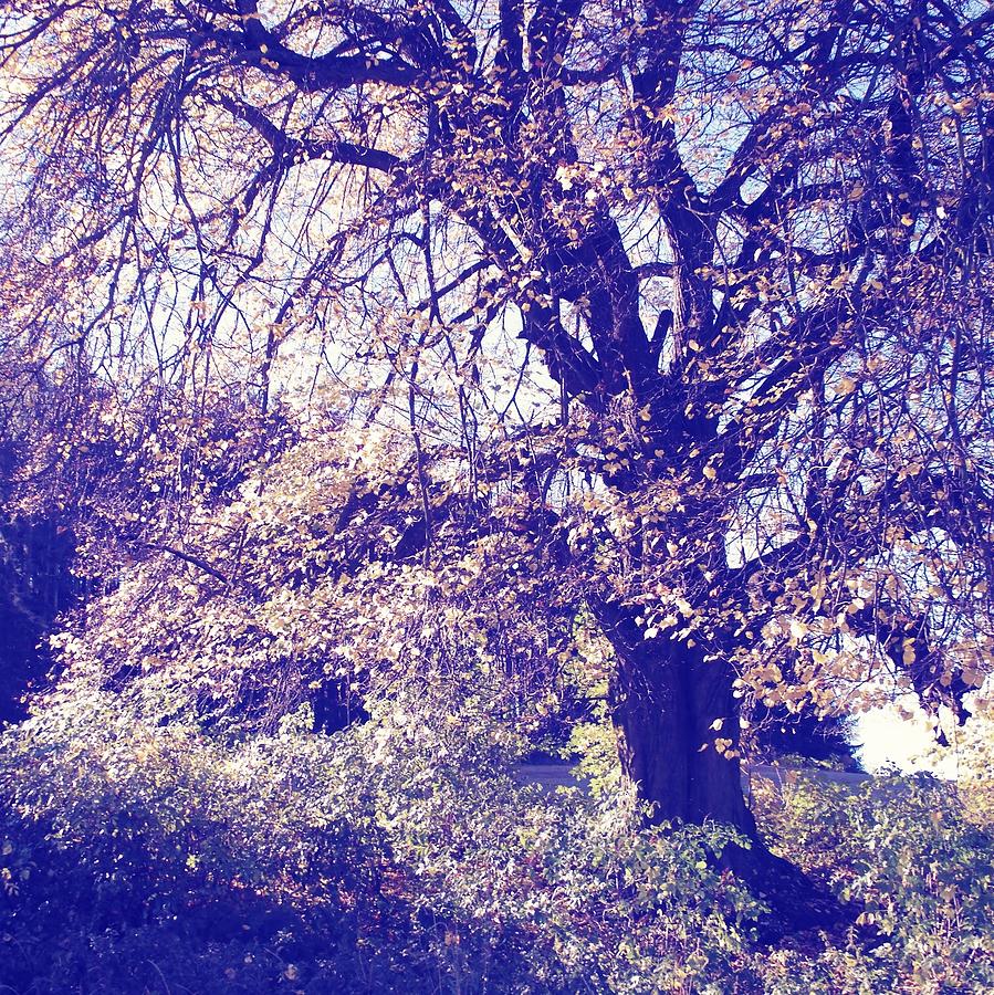 Linden Tree Photograph