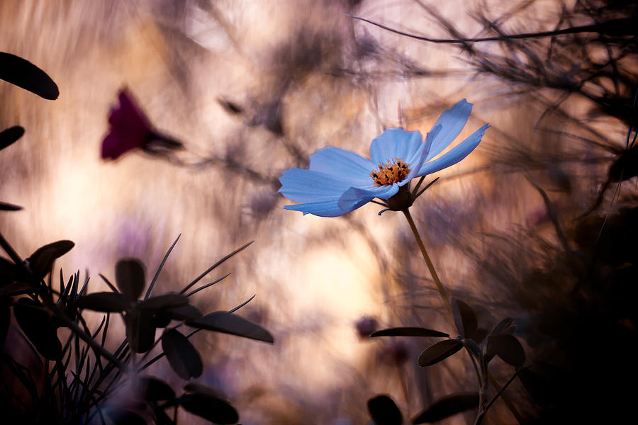 Flower Photograph - Indifference by Fabien Bravin
