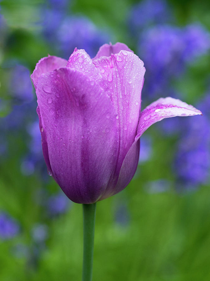 Lindsay's Tulip Photograph By Denise Saldana - Fine Art America