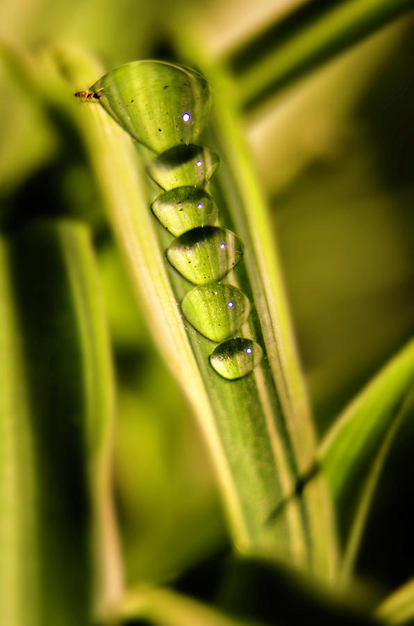 Line Of Drops Photograph by Wolfgang Stocker