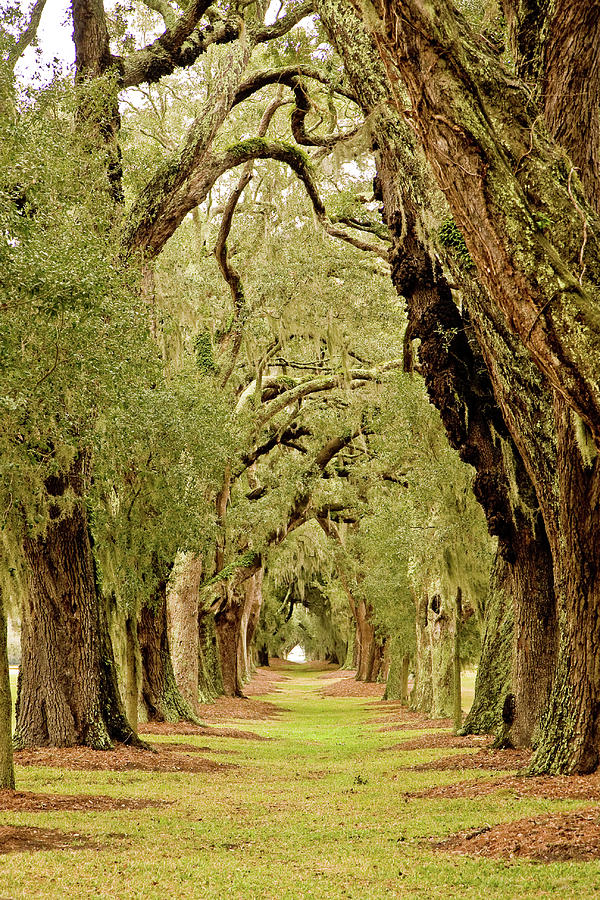 Line of Oak Trees to Distance Photograph by Darryl Brooks