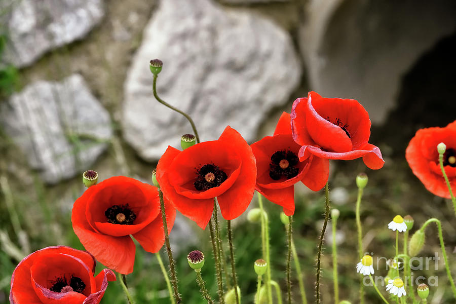 Line Of Poppies Photograph