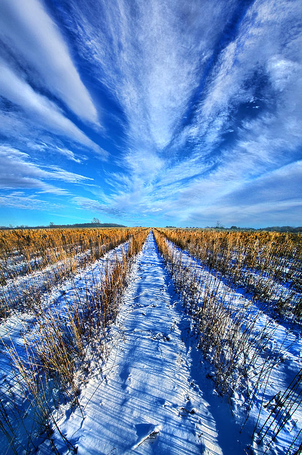 Winter Photograph - Line of Sight by Phil Koch