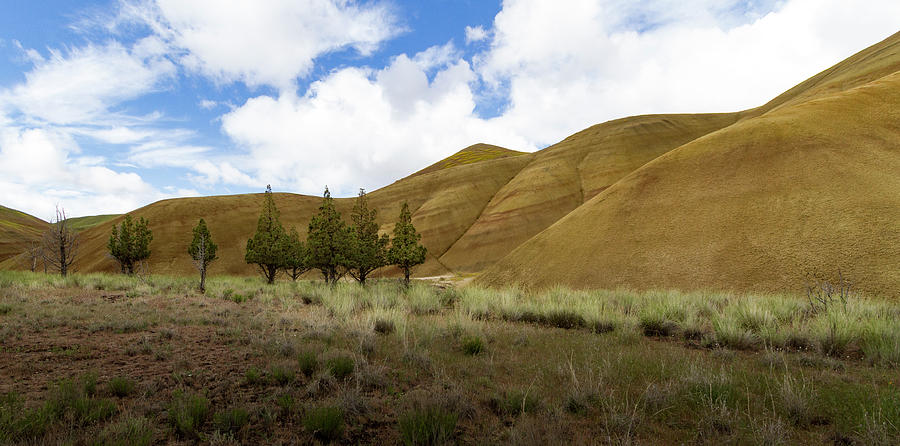 Line of Trees at Painted Hills Photograph by Jean Noren