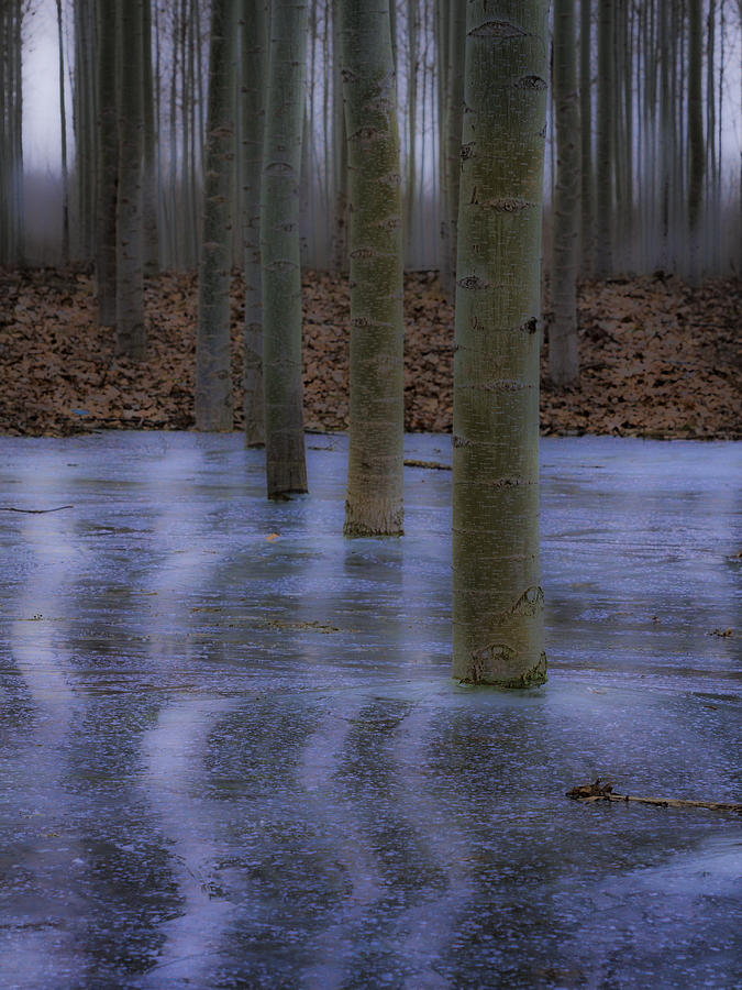 Line of Trees in Ice Photograph by Jean Noren