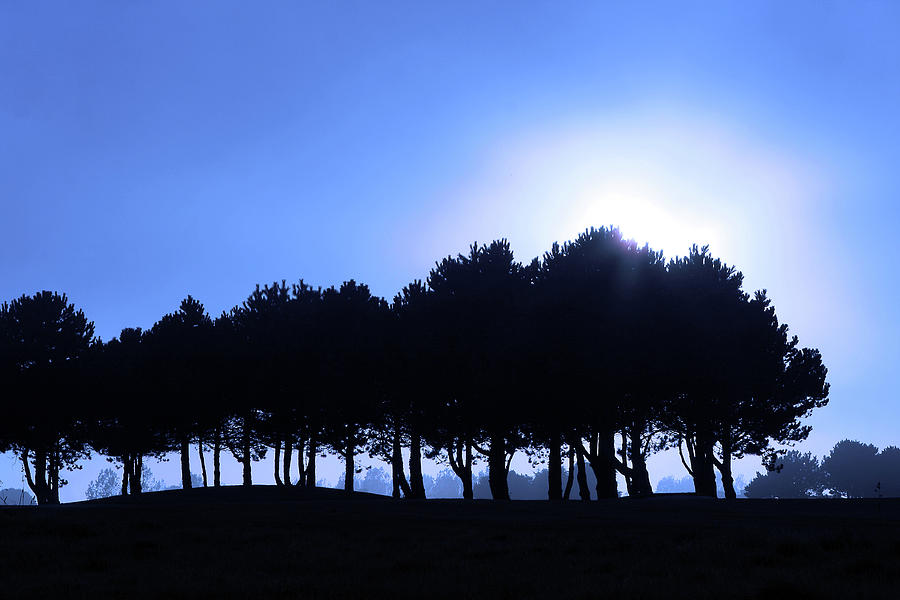 Line Of Trees In Landscape Photograph by Aidan Moran