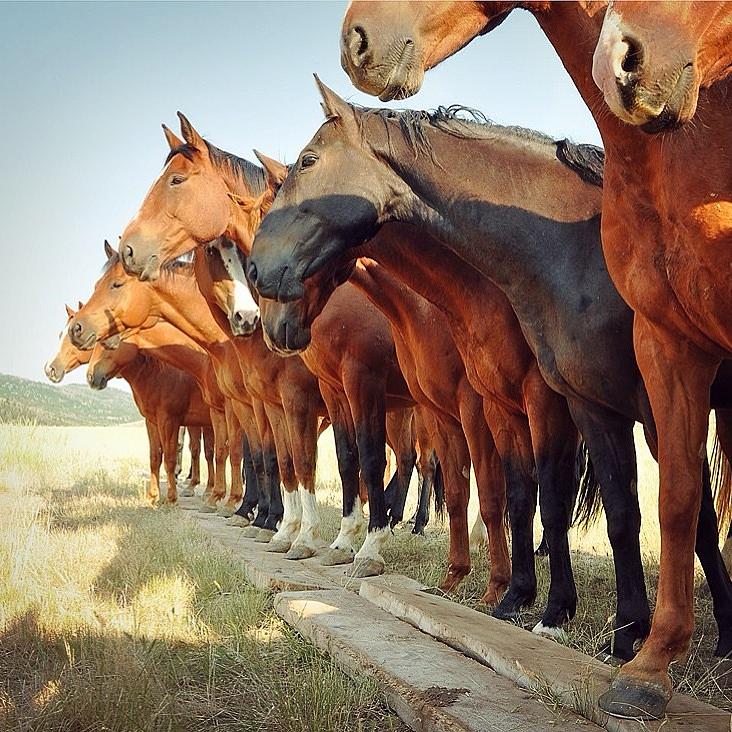 Line Up Photograph by Forever West Photography - Dianna Radermacher ...