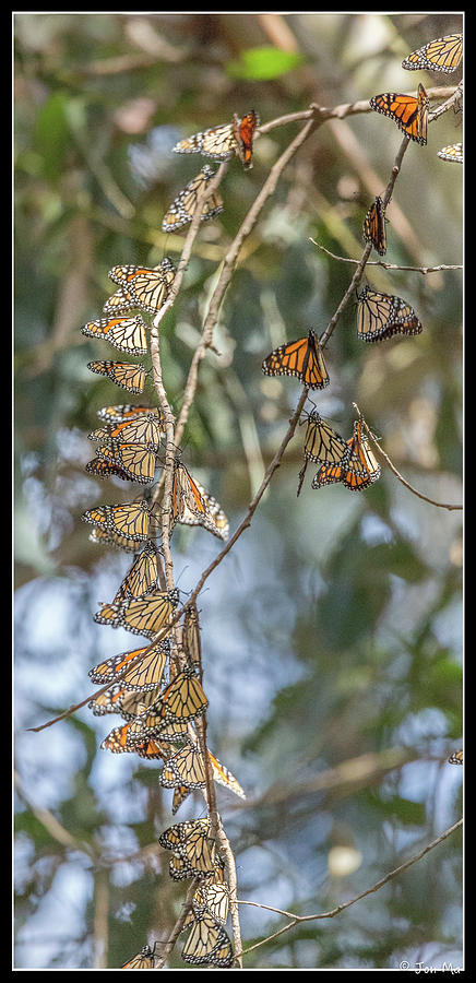 Monarch Butterflies Photograph - Line Up by Jon Ma