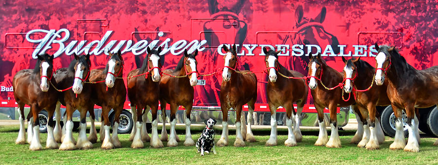 Horse Photograph - Line-up plus Clyde by Michelle Randolph