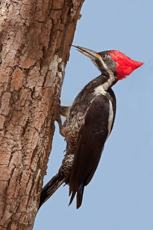 Lineated Woodpecker Photograph by Aivar Mikko