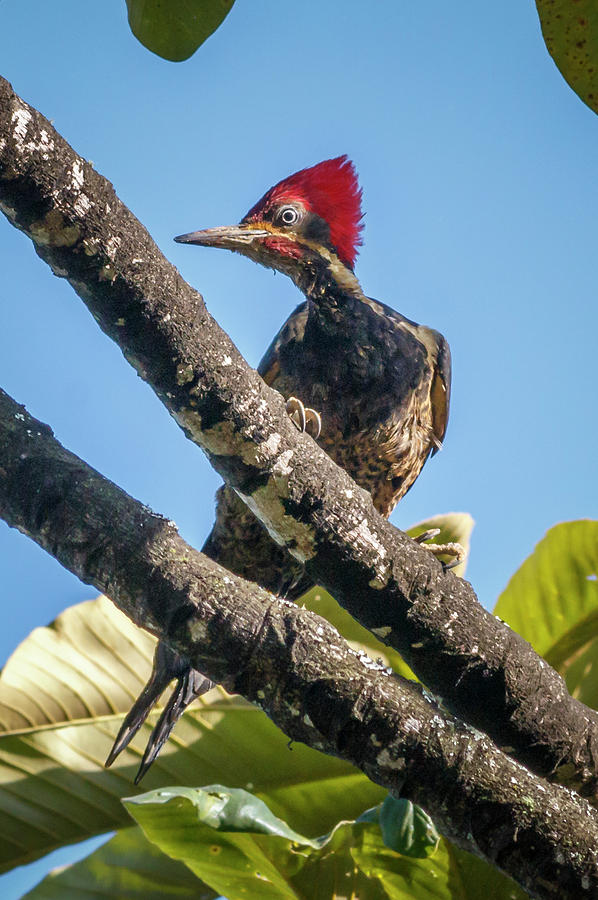 Lineated Woodpecker Alcazares Manizales Colombia Photograph by Adam Rainoff