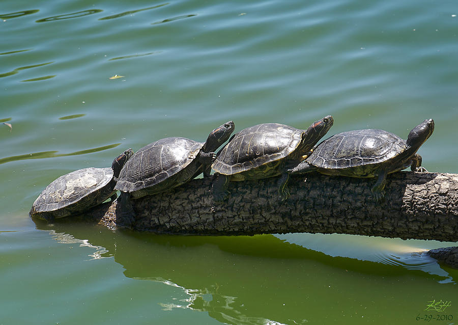 Lined Up Photograph by Kenneth Hadlock - Fine Art America