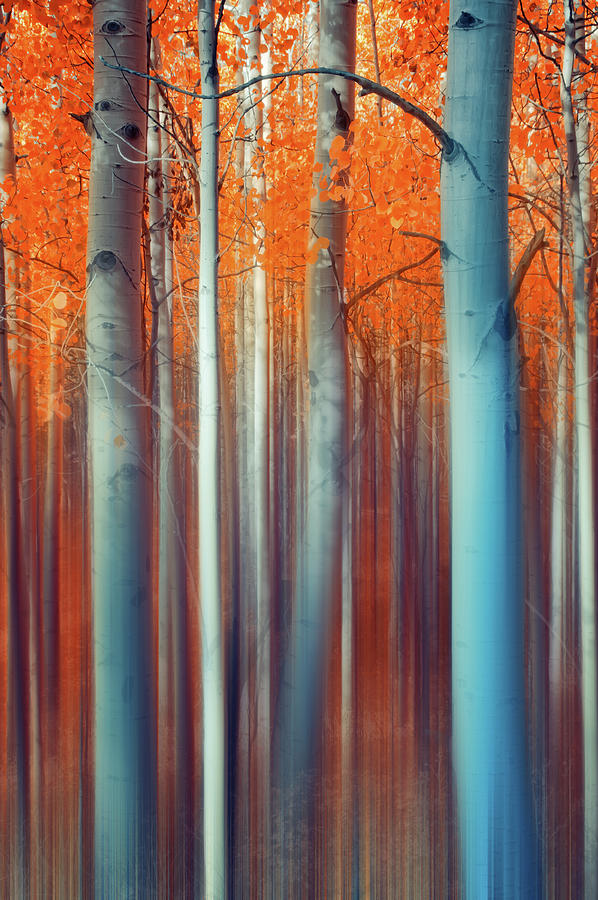 Lines Of Autumn Photograph by John De Bord Lines Of Autumn Photograph by John De Bord