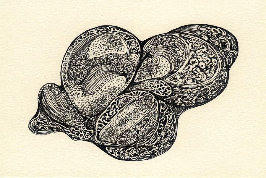 Organic Drawing - Lines - #SS13DW003 by Satomi Sugimoto Organic Drawing - Lines - #SS13DW003 by Satomi Sugimoto