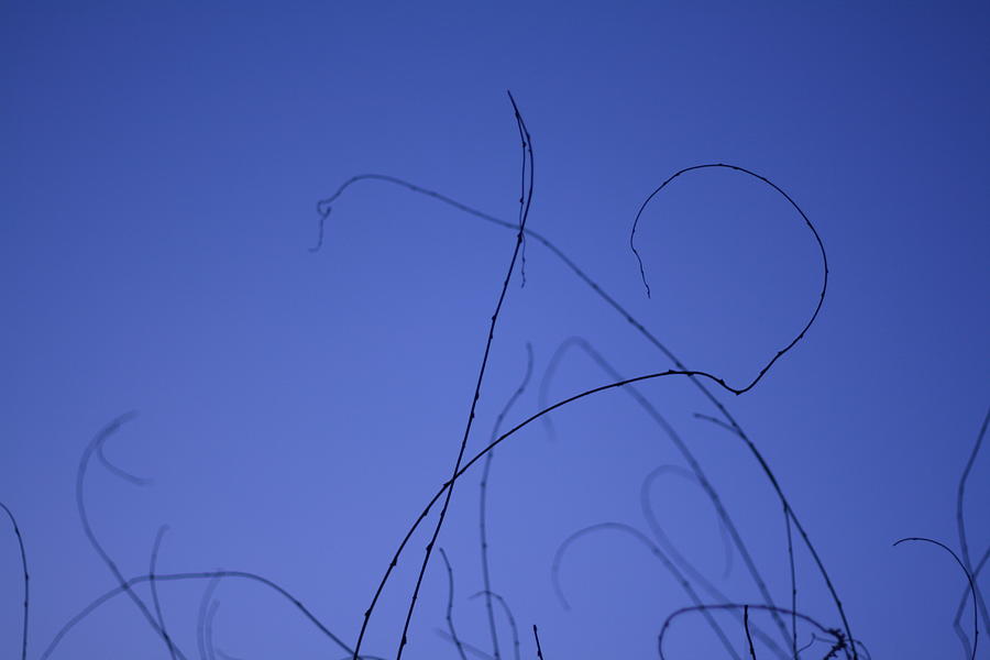 Abstract Photograph - Lines by Susie DeZarn