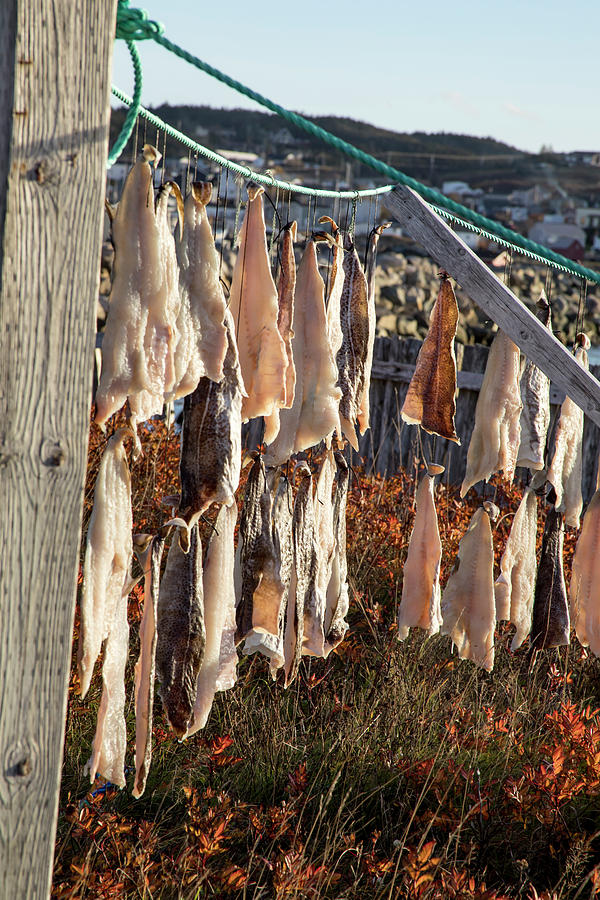 Lines with salt cod pieces drying in Bonavista, NL, Canada Photograph by Karen Foley