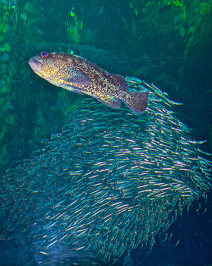 Fish Photograph - Lingcod and School of Sardines in Monterey Aquarium-California  by Ruth Hager