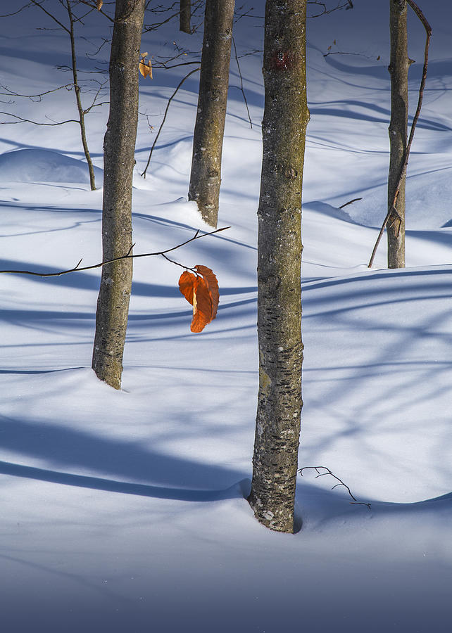 Lingering Autumn Leaf in Winter Photograph by Randall Nyhof