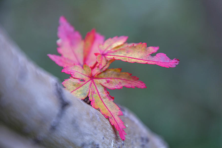 Lingering Autumn Photograph by Terry Davis