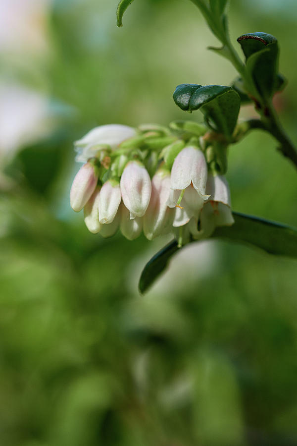 Lingonberry flowers11 Photograph by Jouko Lehto