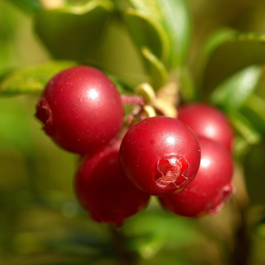 lingon berry