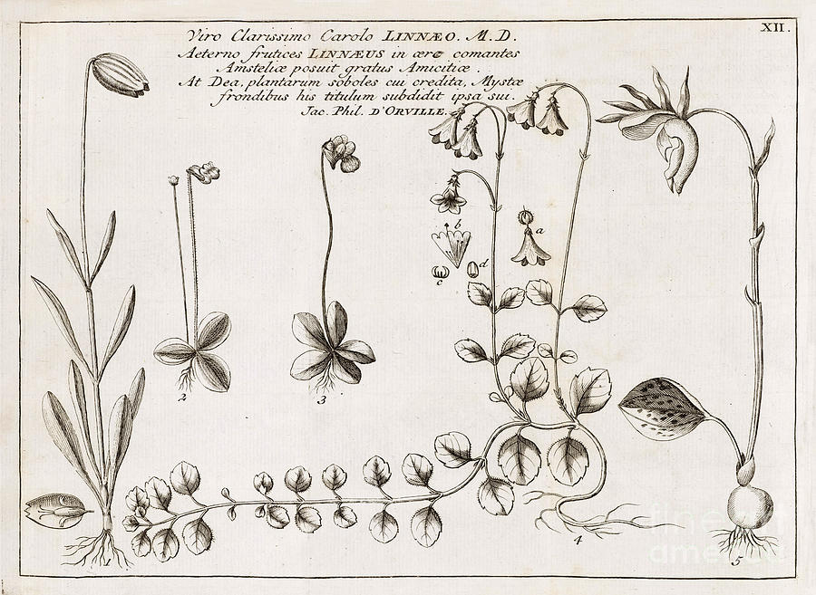 Linnaea Borealis, Linnaeus Favorite Photograph by Wellcome Images
