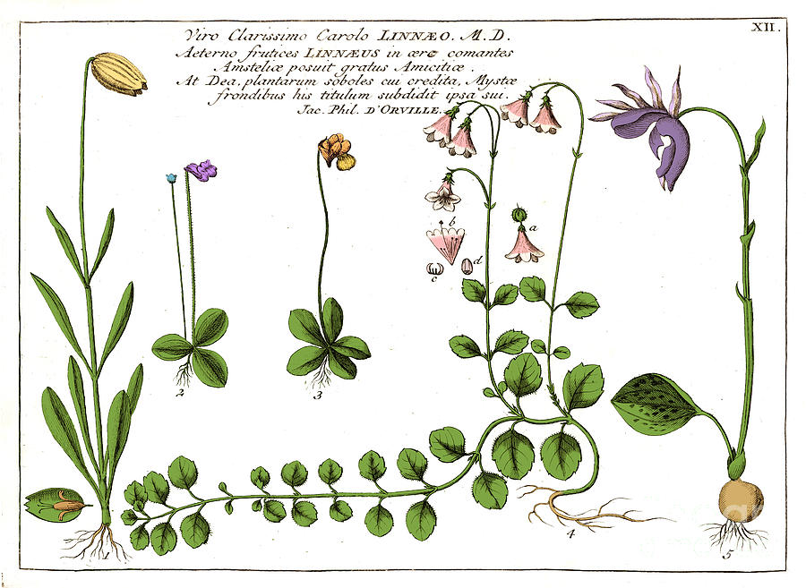 Linnaea Borealis, Linnaeuss Favorite Photograph by Science Source