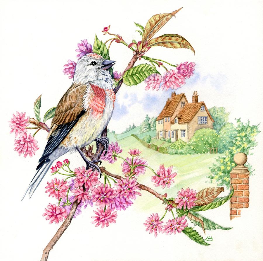 Linnet on Cherry Blossom Painting by Lynne Henderson