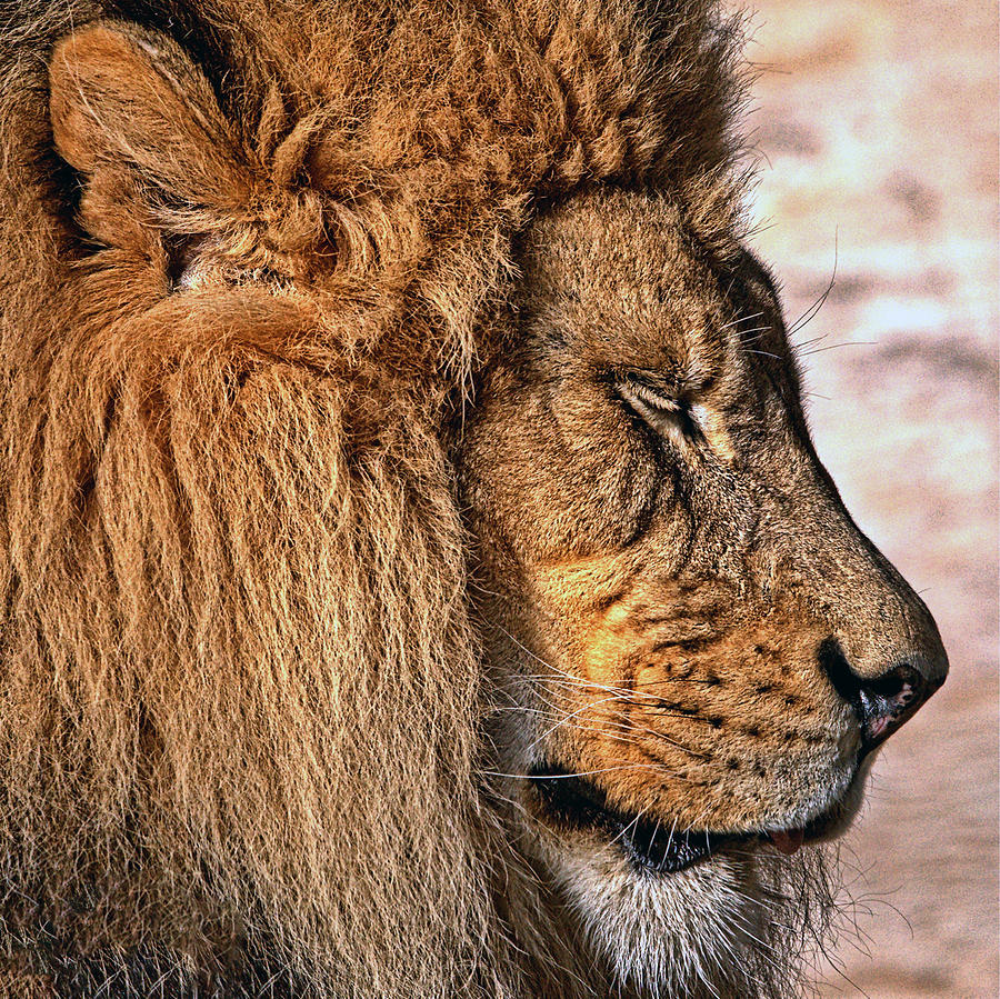 Lion 03 by Ingrid Smith-Johnsen Lion 03 by Ingrid Smith-Johnsen