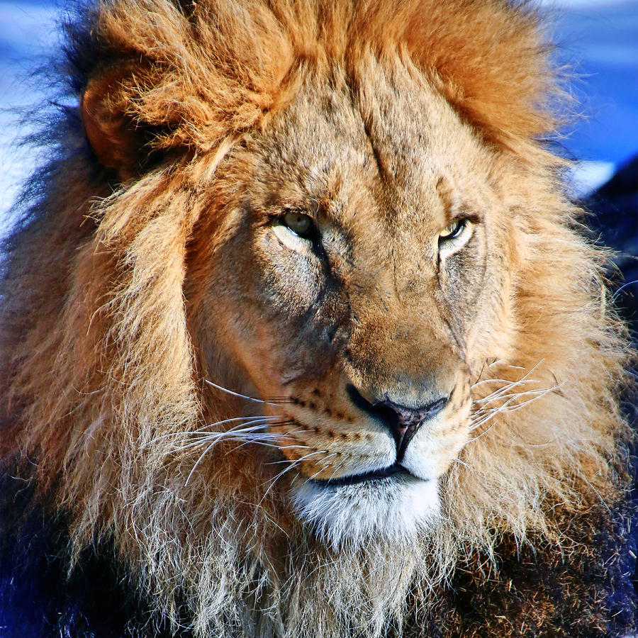 Lion 09 by Ingrid Smith-Johnsen Lion 09 by Ingrid Smith-Johnsen