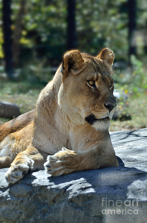 Lion 1 8769 Photograph by Ken DePue