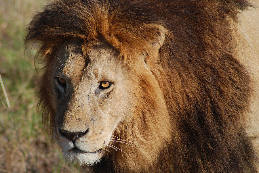 Lion 1 Photograph by Lawrence Zeis - Fine Art America